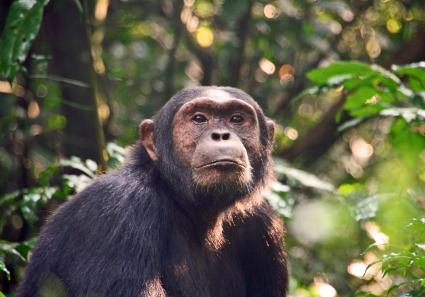 Schimpanse in Ruanda_8_2.jpg